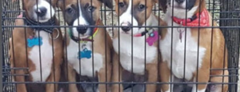 No Borders Animal Rescue Society (NOBARS)