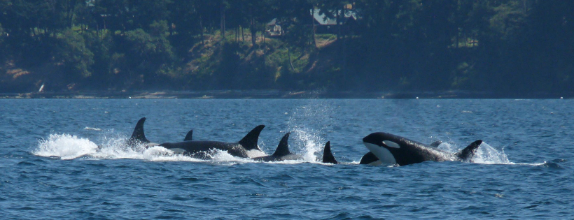 Orca Network