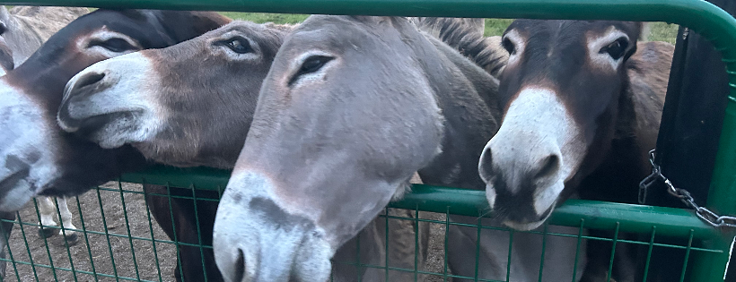Bluegrass Burro Rescue