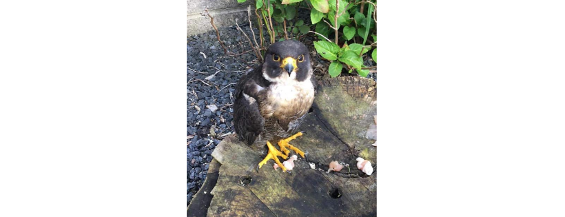 Wildlife rescue cork