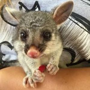 Bush Baby Wildlife Rescue Inc