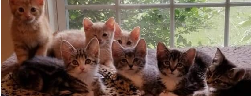 Healing Animal SCARS cat rescue