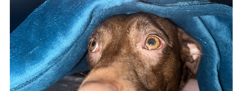 Just Keep Rescuing Canines and Cats