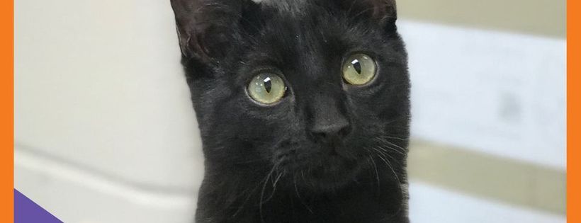 Animal Refuge League of Greater Portland