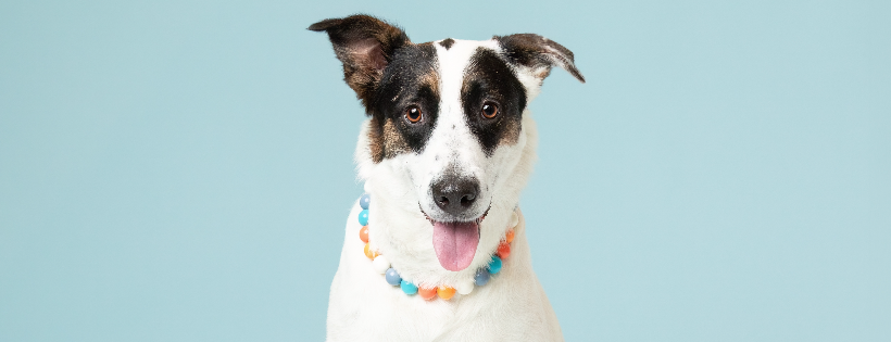 I AM DOG RESCUE INC