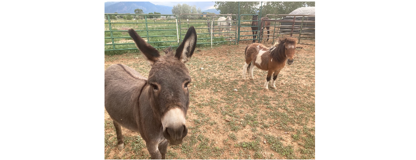 Equine Spirit Sanctuary