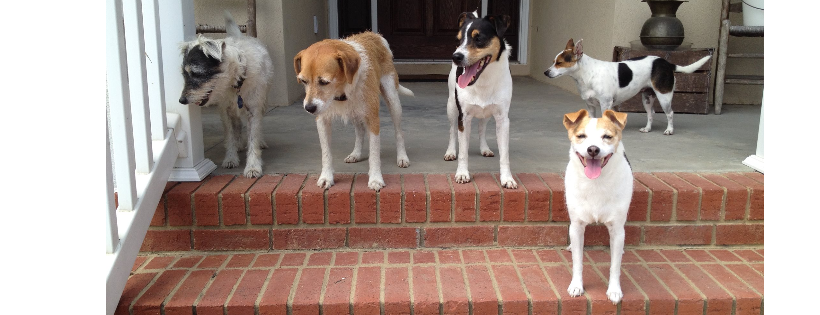 Raintree Jacks Jack Russell Rescue