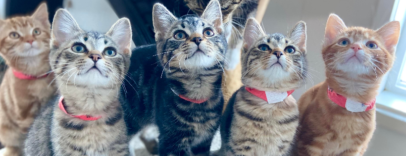 Little Mittens Animal Rescue Association