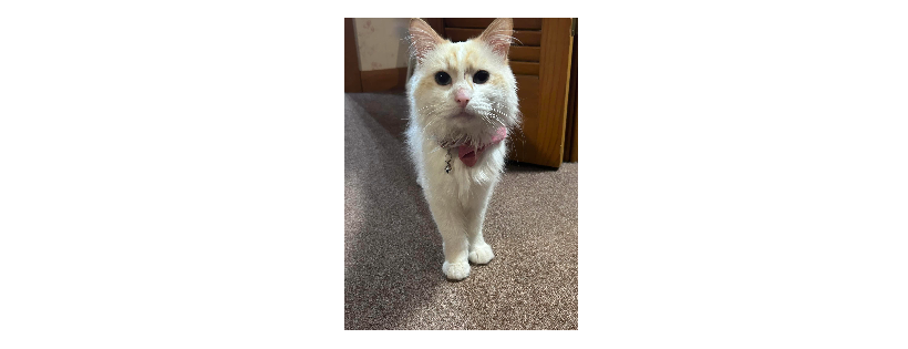 Kit Kat Alley Rescue