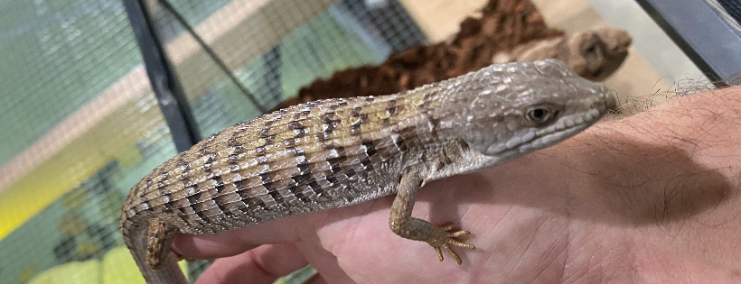 Southern Idaho Reptile Rescue