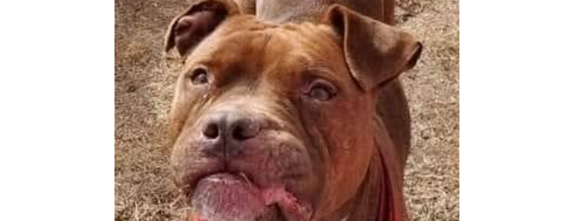 Douglas County Canine Rescue