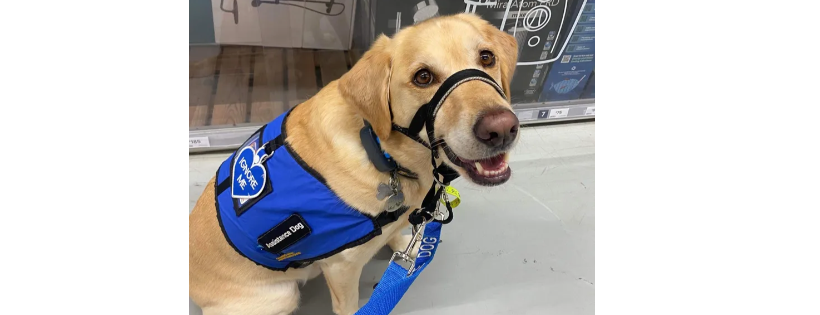 Oliver’s Army Assistance and Therapy Dogs