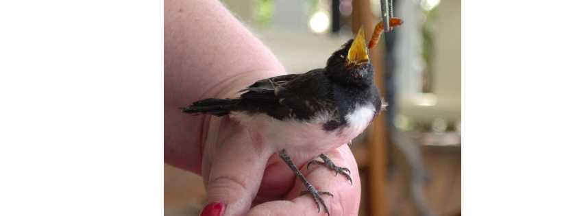 Wildlife Dalby Animal Welfare and Education Association