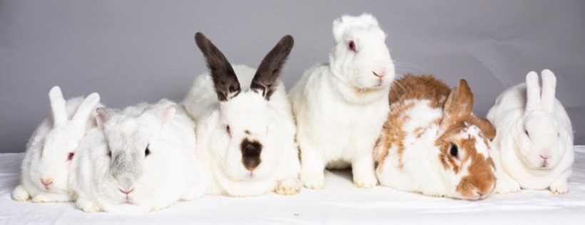 Rabbit Rescue Inc