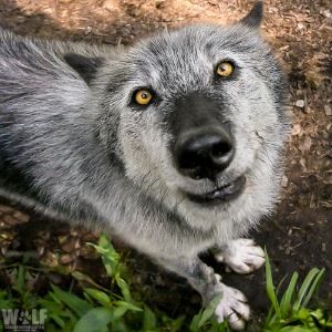 Wolf Conservation Center Logo