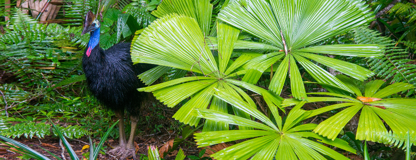Gondwana Rainforest Trust