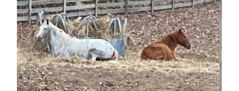 Red Clay Ranch Equine Rescue and Sanctuary, Inc