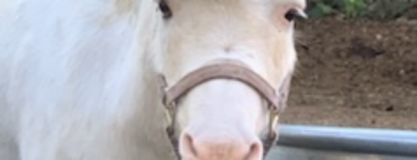 Horse Sanctuary at Finn Farms