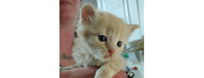 AniMeals No-Kill Adoption Ctr and Animal Food Bank