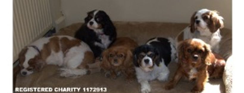 Forest of Dean Dog Rescue