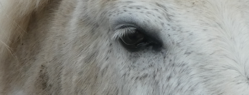 The Epona Trust