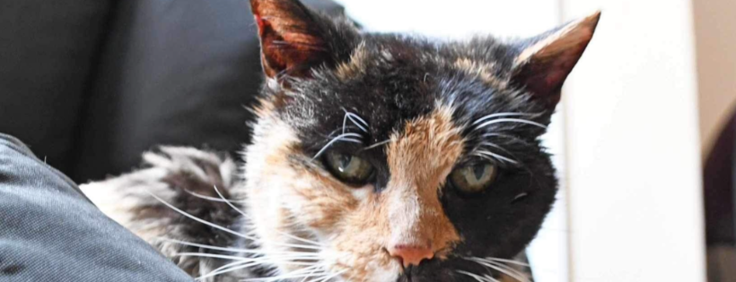 Friends of the Forgotten Cat Rescue Inc