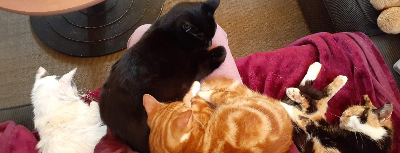 Barnville Rescue Cats Incorporated
