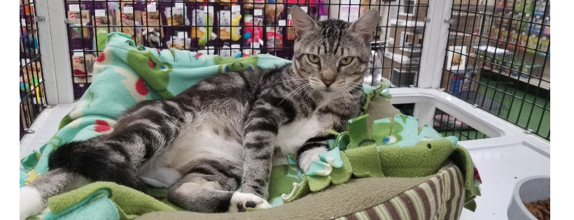 Lucky Cat Adoptions, Inc.