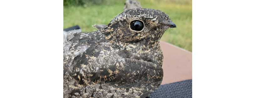Iowa Bird Rehabilitation