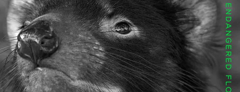 Foundation for Australia's Most Endangered Species, FAME