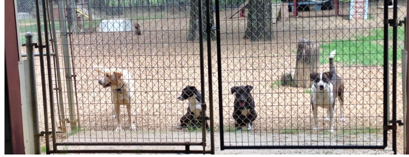 Brookhaven Animal Rescue League