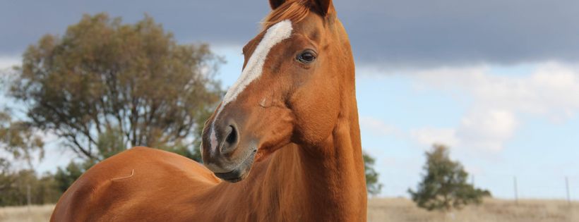 Project Hope Horse Welfare Victoria Inc
