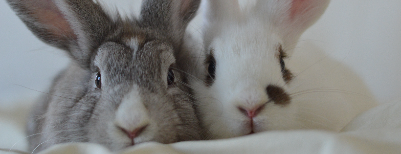 Ivy Dene Rabbit Rescue