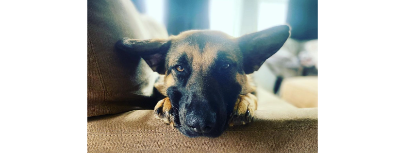 Save our Sheps rescue