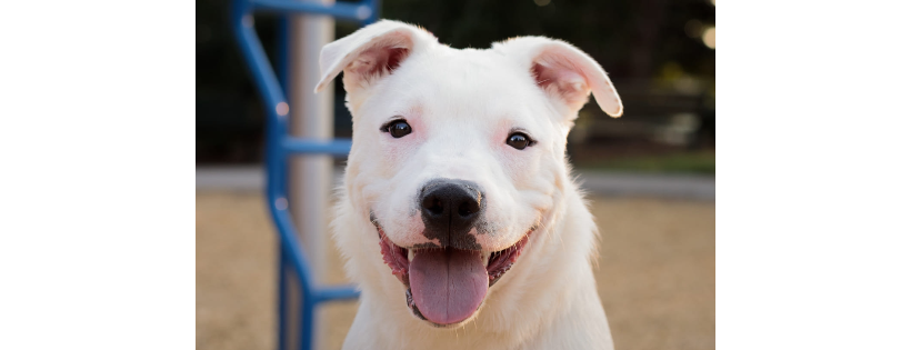 Douglas County Canine Rescue