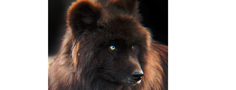 Southern Ohio wolf sanctuary