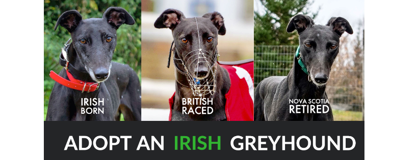 Irish Greyhound Adoption Nova Scotia