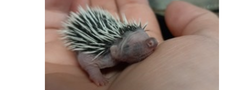 Rangers Lodge Wildlife Hospital CIO