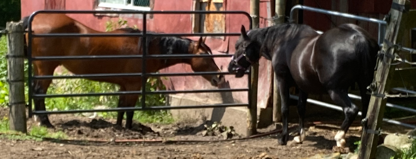 Rivers edge horse rescue and sanctuary