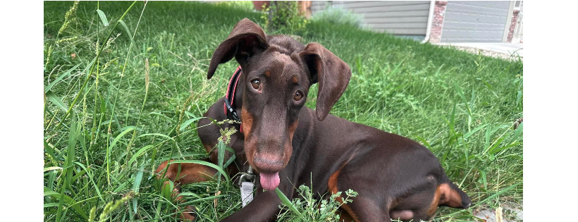 Saving dobermankind