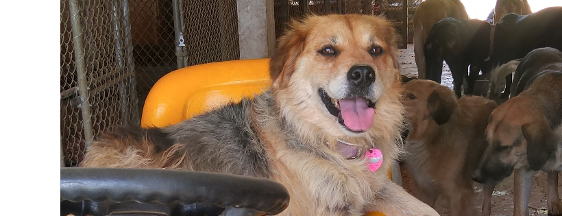Sugarfoot Farm Rescue
