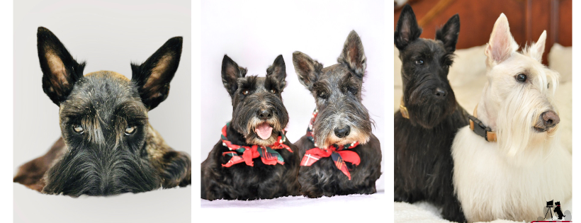 Scottish Terrier Rescue of the Southeast