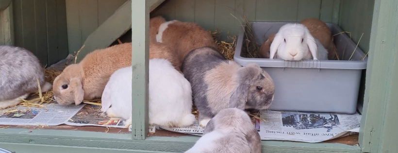 The Littlest Lives Rescue