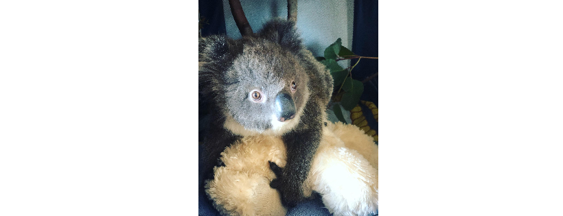 Kangala Kangaroo and wildlife rescue