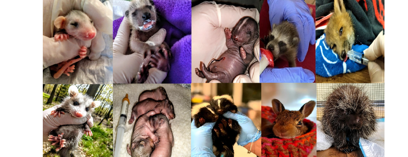 The Last Resort Rescue and Wildlife refuge