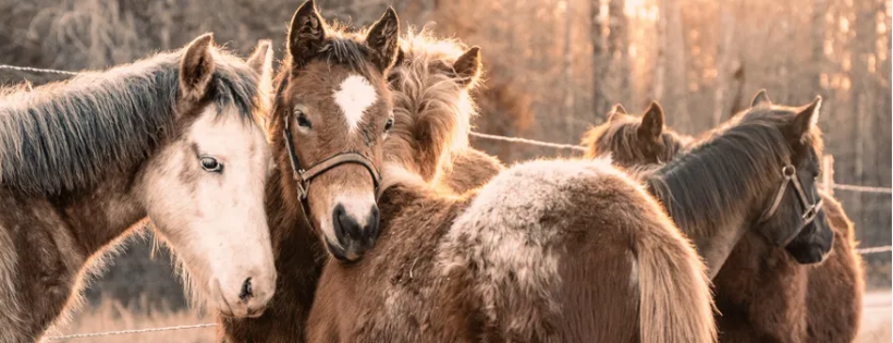 Moon Mountain Sanctuary and Rescue
