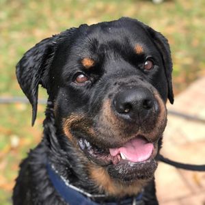 Gulfstream Guardian Angels Rottweiler Rescue
