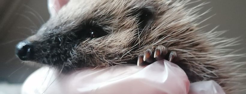 Runham Wildlife Rescue