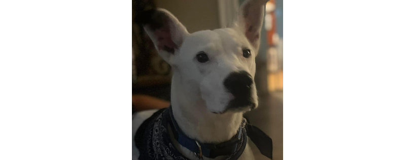 Pulled From The Pits, A Pitbull Rescue