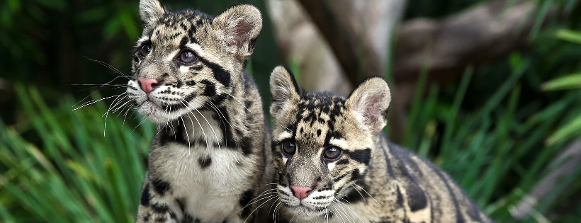Wild Cat Conservation Centre